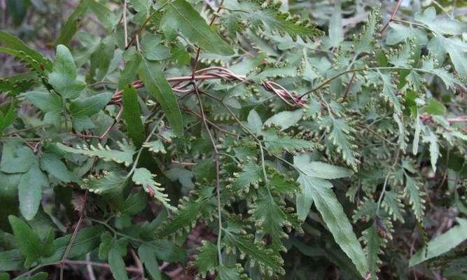 黄藤素是什么植物？它属于哪个科的植物？