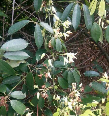 黄藤素是什么植物？它属于哪个科的植物？