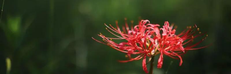 什么花的花语代表永不再见？揭秘那些象征离别的花卉含义