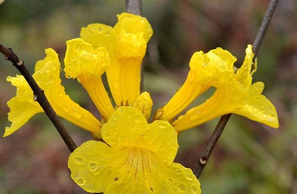 黄土适合养什么花？哪些花卉能在黄土中茁壮成长？