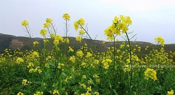 黄土适合种什么花卉？如何选择适合黄土的花卉种类？