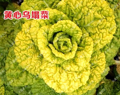 黄心菜几月份种植最好？什么时候种最合适？