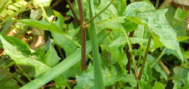 黄芽菜是什么菜？它有哪些营养价值和食用方法？