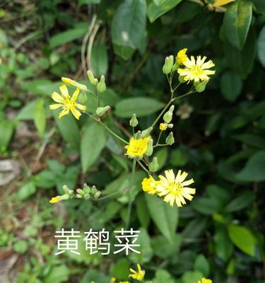 黄芽菜是什么菜？它有哪些营养价值和食用方法？