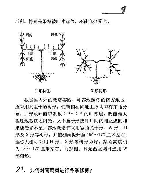 黄杨球修剪方法有哪些？如何正确修剪黄杨球？