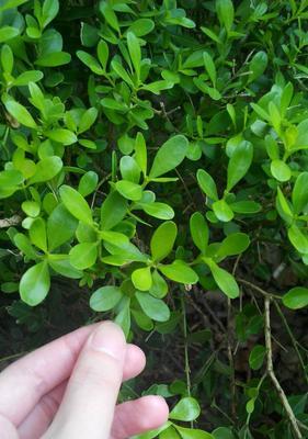 黄杨开花时间是什么时候？开花时散发出什么香味？