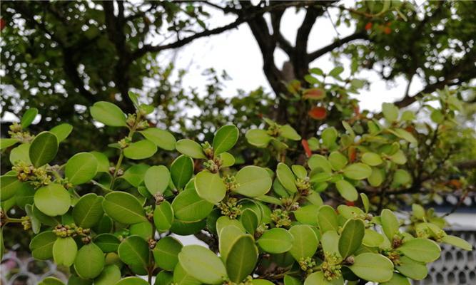 黄杨开花时间是什么时候？开花时散发出什么香味？