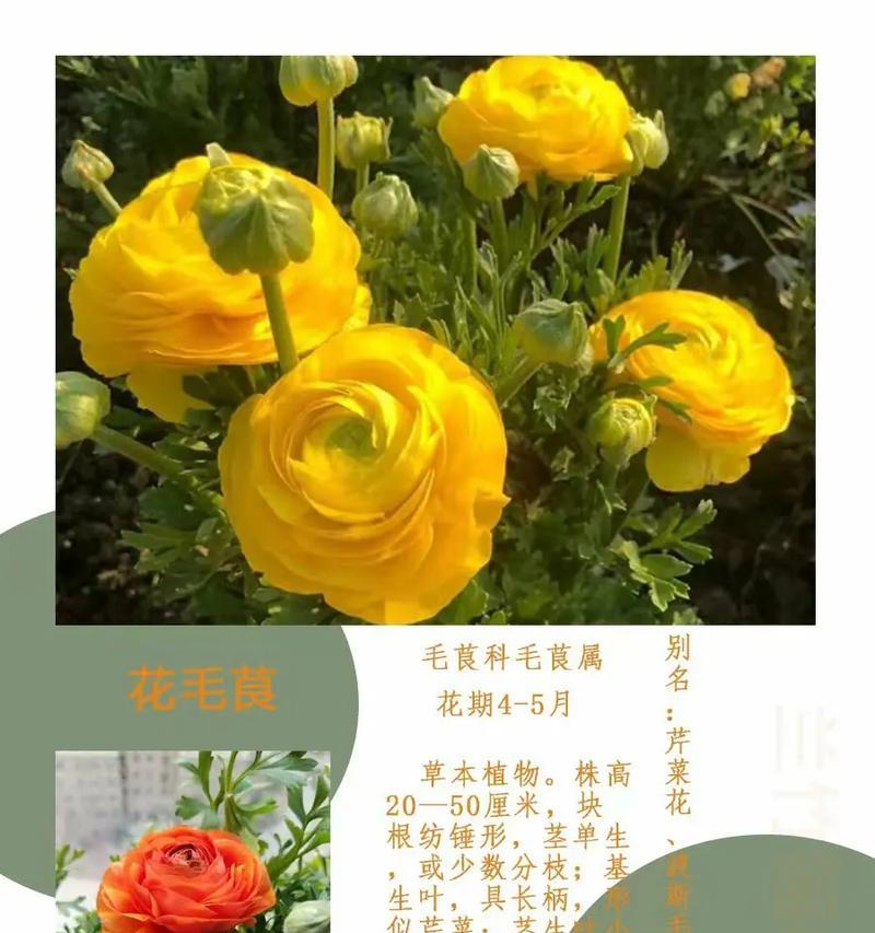 洋牡丹的花语是什么？