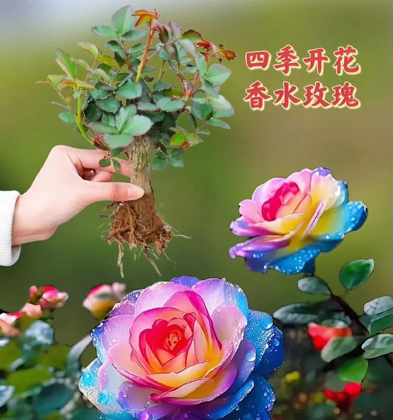 不同颜色的玫瑰花各自代表什么？