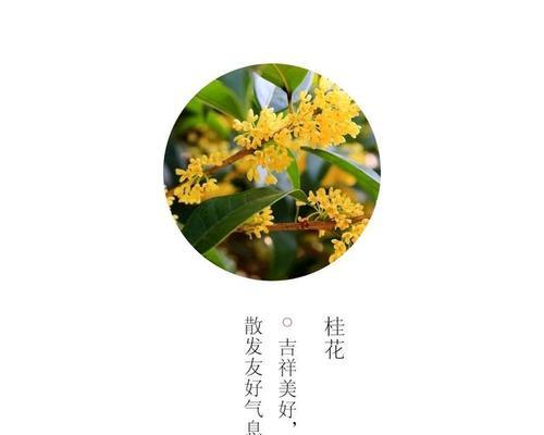 桃花的花语具体是什么？它在爱情中象征着什么？