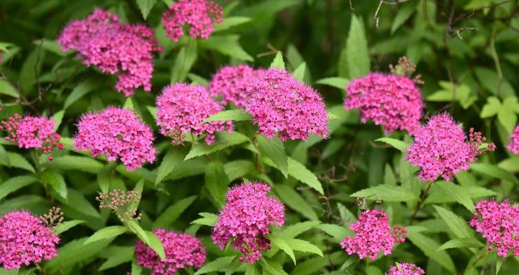 粉菊花的花语是什么？粉菊花象征着什么？