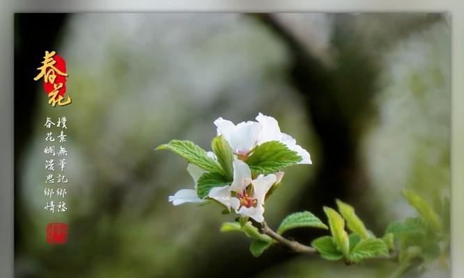 头上戴白花的传统寓意是什么？它在不同文化中代表什么？