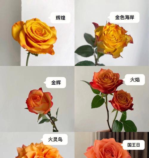 玫瑰花橙白色的意义是什么？橙白色玫瑰花语有哪些？