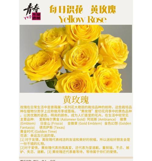 粉色与橙色玫瑰花语有何不同？它们各自代表什么？