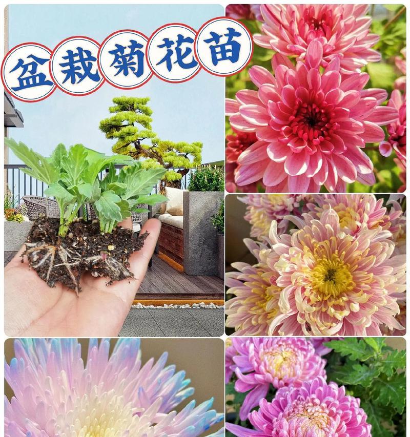 送盆栽菊什么意思？入伙送什么盆栽花合适一点？