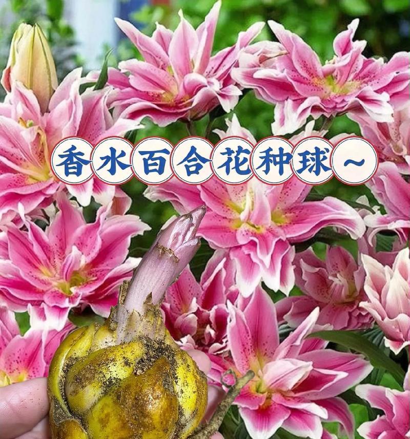 送男生百合花代表什么？这种花语有何特殊含义？