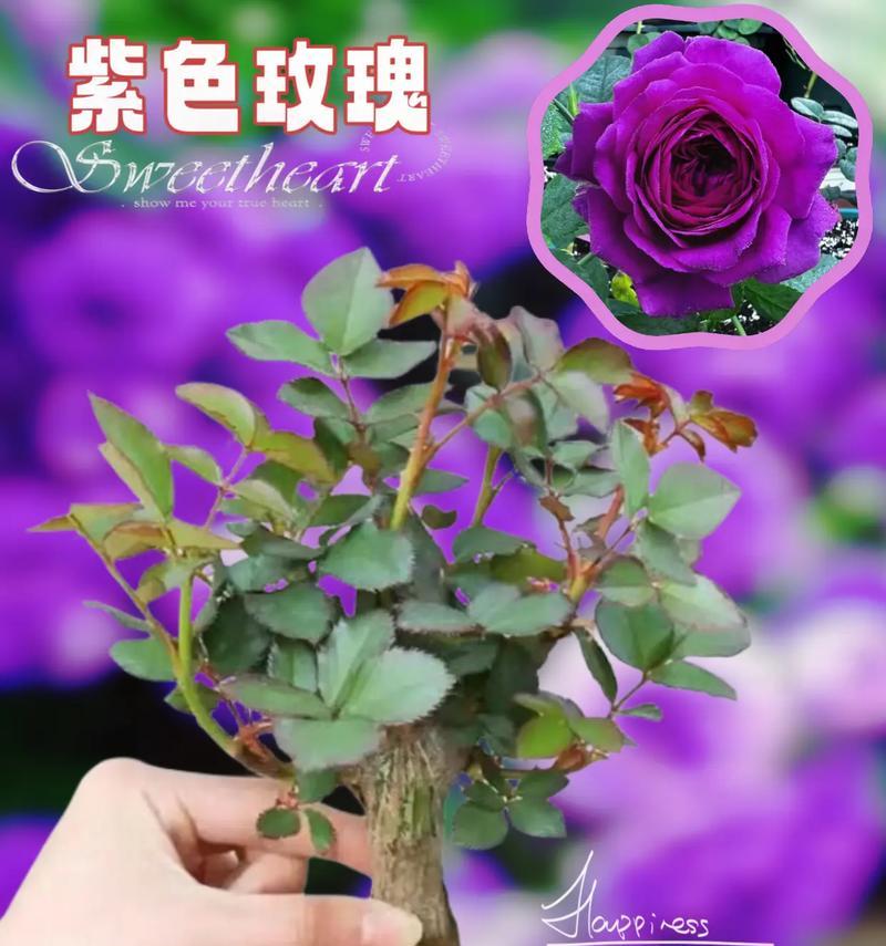 奶紫色玫瑰花的象征意义是什么？