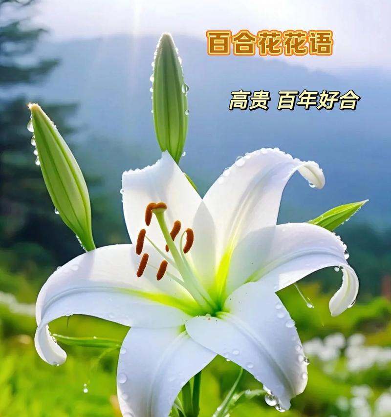 百合花粉底液的花语含义是什么？