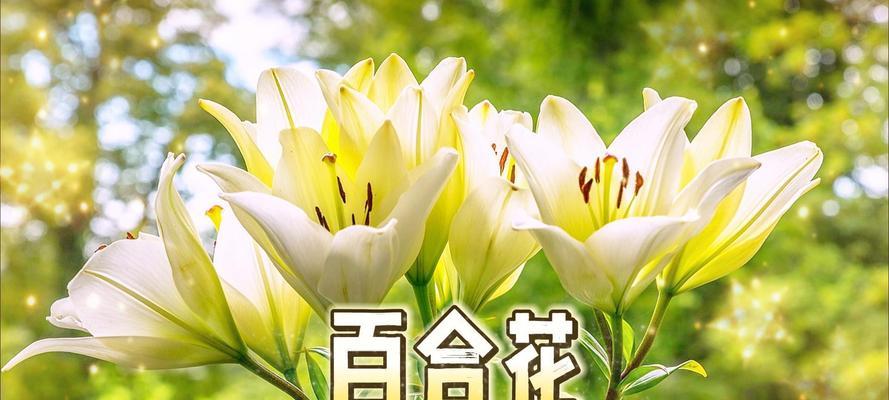 百合花粉底液的花语含义是什么？