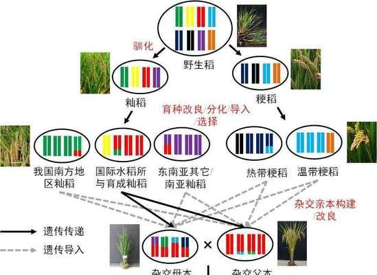 杂交水稻的头型是什么意思？头型在杂交水稻中的作用是什么？