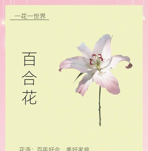 梅花、荷花、百合各自寓意着什么？它们组合在一起有何特别含义？