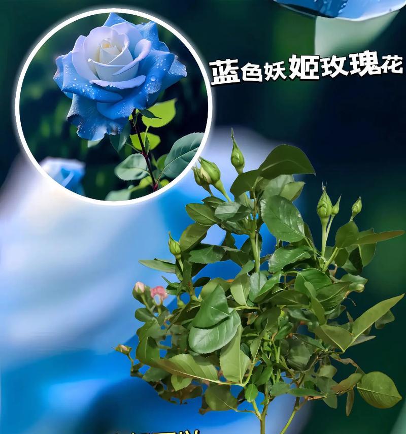 玫瑰花植树象征着什么？植树时选择玫瑰花有何深意？