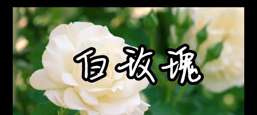 白玫瑰的告白花语是什么？它传递了怎样的情感？