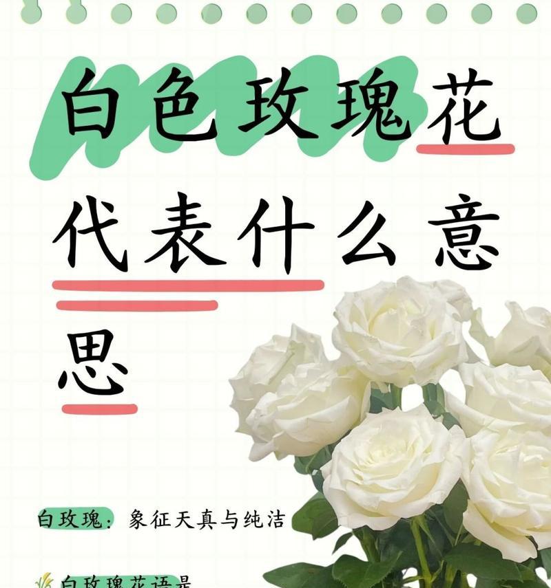 玫瑰花搭配书籍代表了什么？这种组合的寓意是什么？