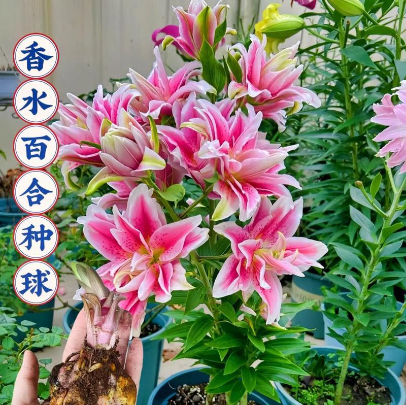 百合种植什么时候下种？如何确保百合的高成活率？