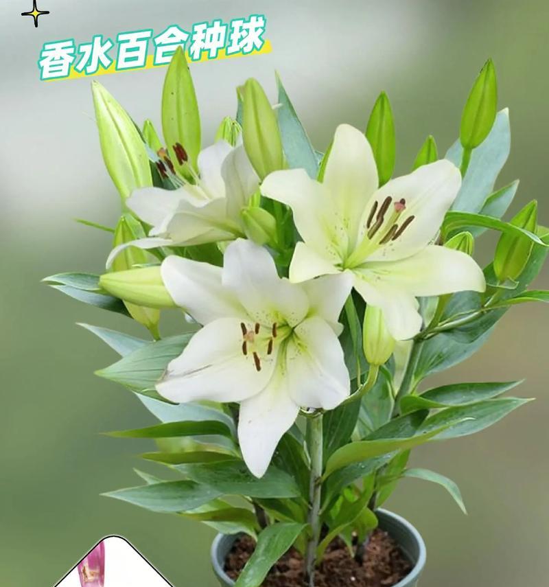 百合种植什么时候下种？如何确保百合的高成活率？