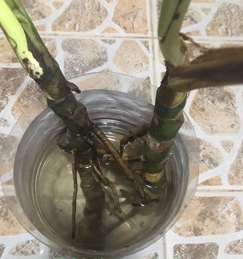 植物没有水怎么生长？植物在缺水条件下的生存机制是什么？