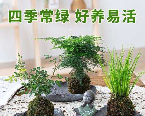 可以制冷的盆栽植物有什么？它们的工作原理是什么？