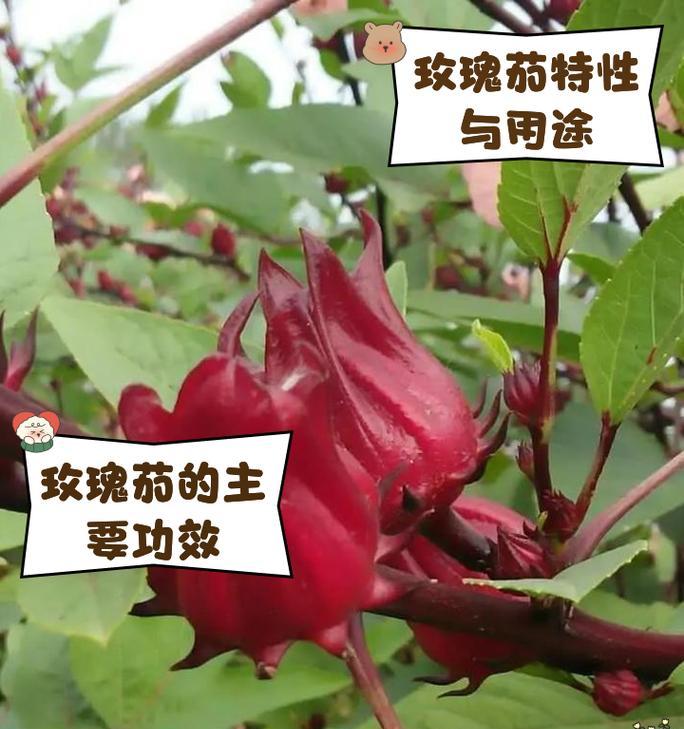 花卉带藤玫瑰的名字有哪些？这些玫瑰的特性是什么？