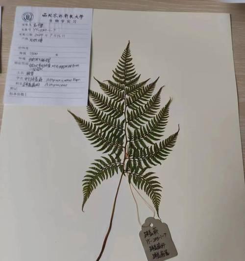 夏天常见的植物和动物有哪些？如何识别它们？