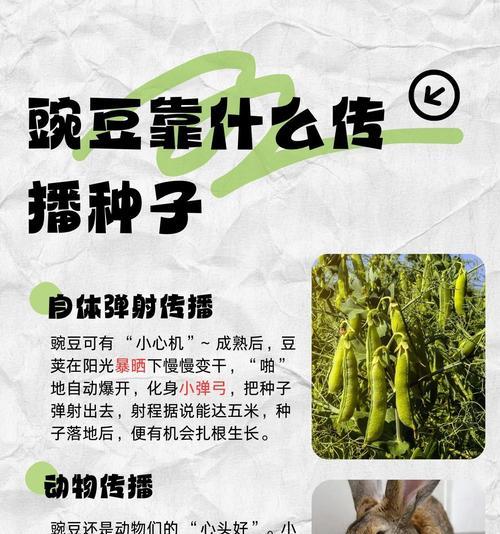 植物种子传播有哪些自然方式？