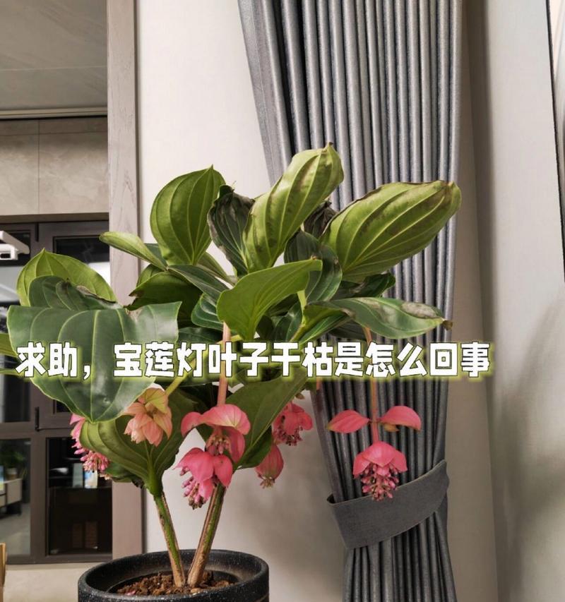 宝莲灯鲜活植物有何特点？如何养护？