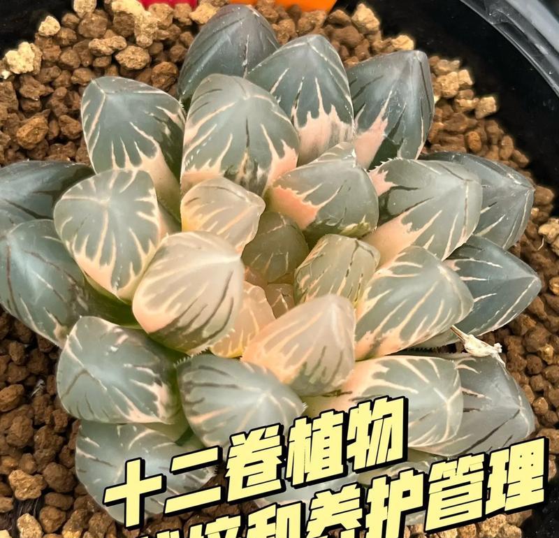 茎多肉植物有哪些种类？它们的养护要点是什么？