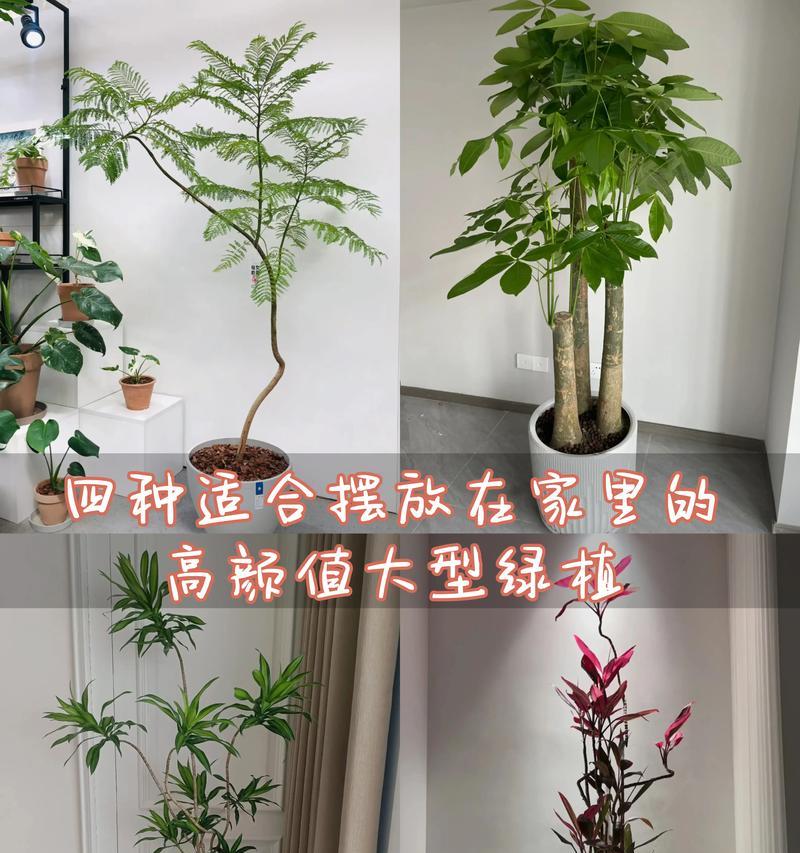 装修后室内摆放什么植物最适宜？如何选择？