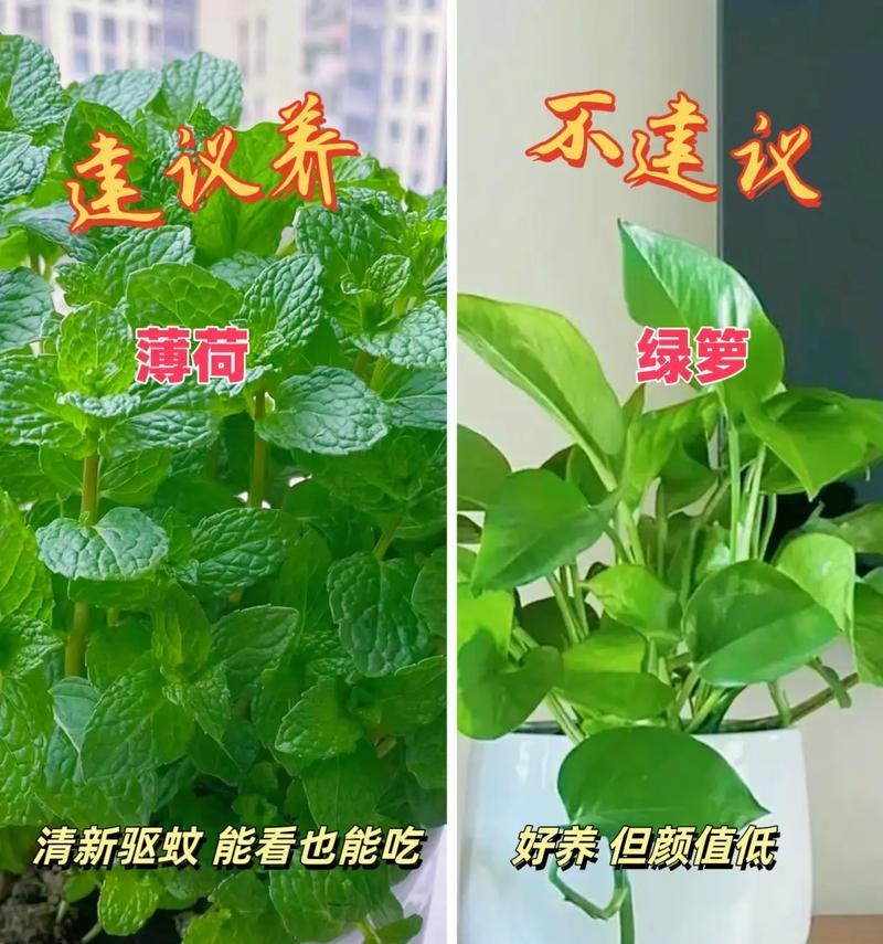 装修后室内摆放什么植物最适宜？如何选择？