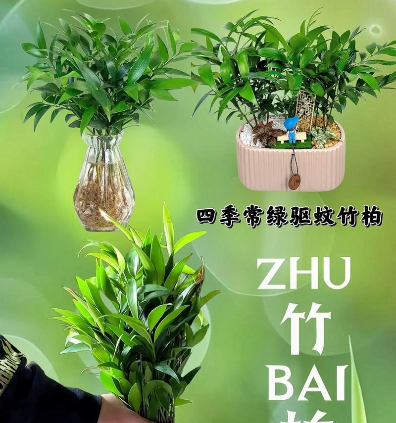 哪些植物具有天然驱蚊效果？它们的驱蚊原理是什么？