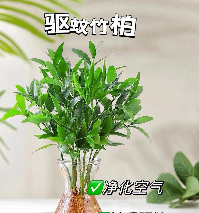 哪些植物具有天然驱蚊效果？它们的驱蚊原理是什么？