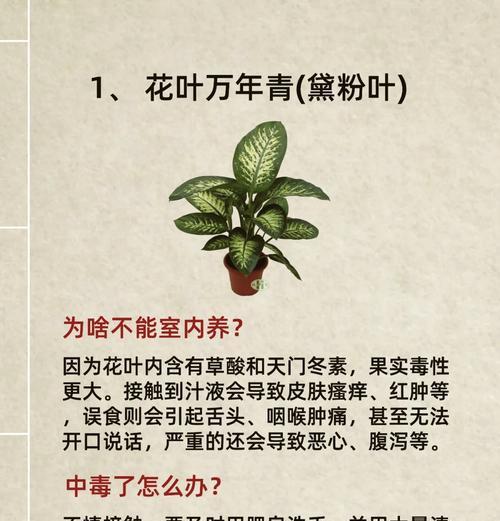 植物清洁精华有哪些？它们对植物有什么好处？