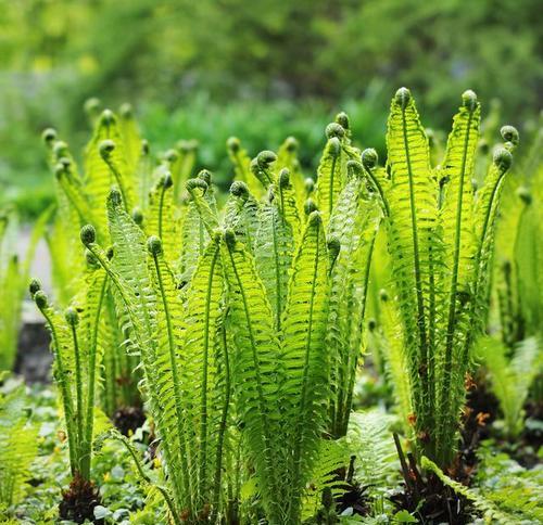 珊瑚是植物怎么变化的？珊瑚与植物有何不同？