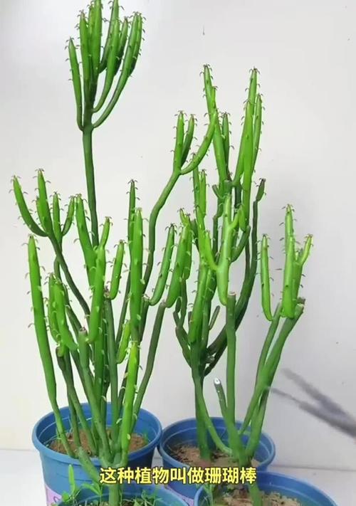 珊瑚是植物怎么变化的？珊瑚与植物有何不同？