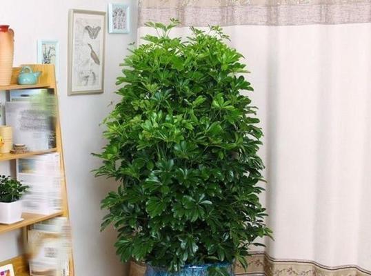 家居好运植物推荐：哪些植物带来好运？