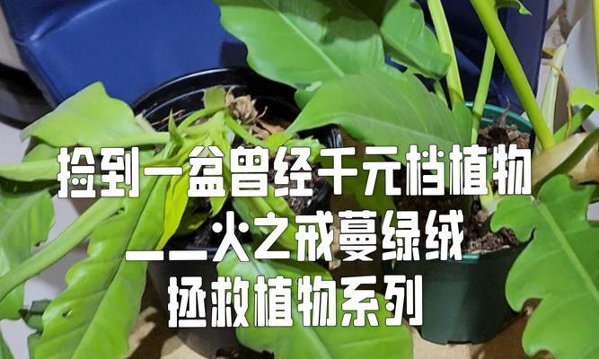 攀援植物有哪些防护作用？如何利用攀援植物进行防护？