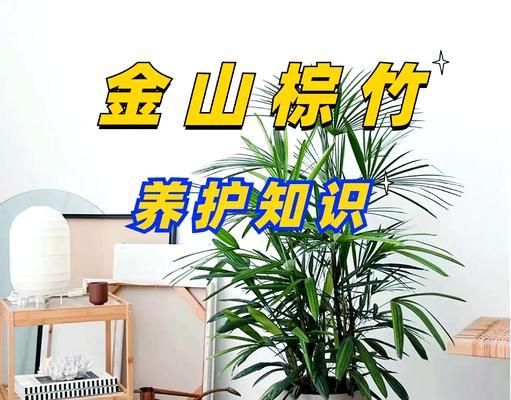 植物盆栽室内耐荫多久？耐荫植物的养护要点是什么？