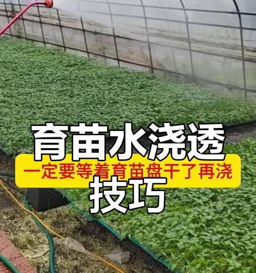 植物为什么需要水？如何正确浇水？