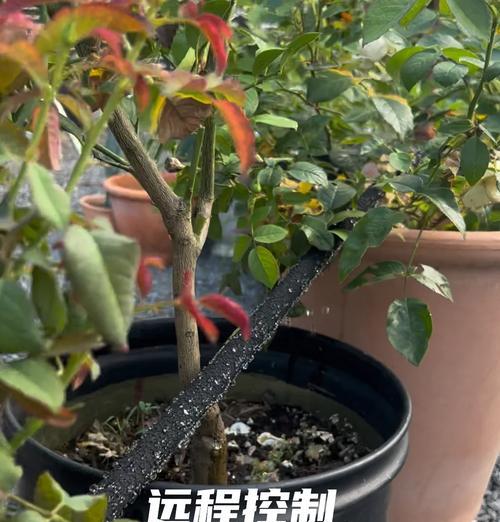 植物为什么需要水？如何正确浇水？