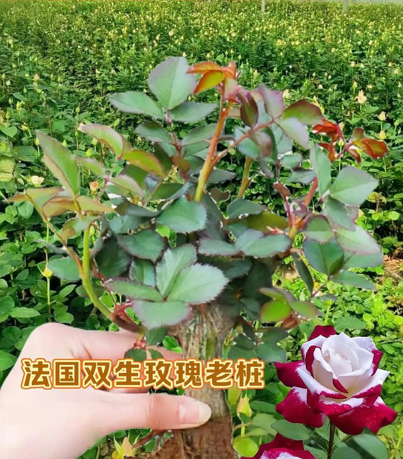 春冬季节适合在阳台种植哪些花卉？它们的养护要点是什么？